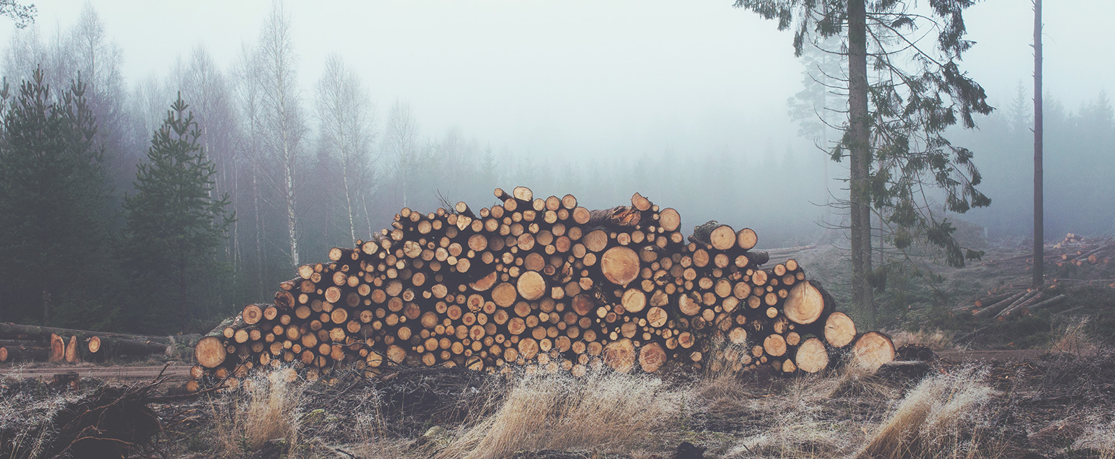 助您决胜市场的网页端ddos